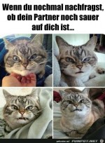 Grimmiges-Katzengesicht.jpg auf www.funpot.net