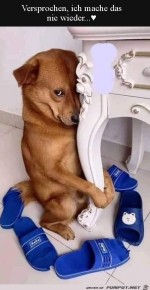 Hund-schmt-sich.jpg auf www.funpot.net