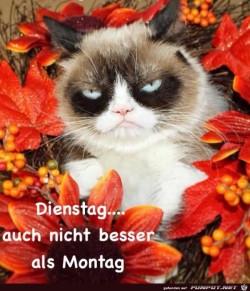 Dienstag.jpg auf www.funpot.net