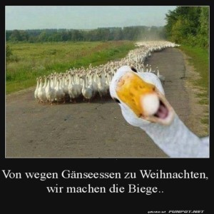 fun-Bild: G&auml;nse-Flucht vorm Weihnachtsbraten!