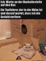 Katze-ist-wie-Taxifahrer.jpg auf www.funpot.net