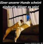 Ein-Hund-ist-klger.jpg auf www.funpot.net