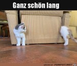 Ziemlich-lang.jpg auf www.funpot.net