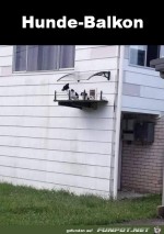 Super-Hunde-Balkon.jpg auf www.funpot.net