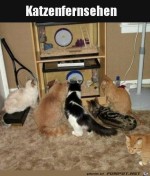 Katzenfernsehen.jpg auf www.funpot.net