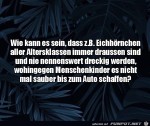 Eichhrnchen-sind-immer-sauber.jpg auf www.funpot.net