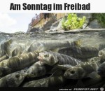 Freibad-am-Sonntag.jpg auf www.funpot.net