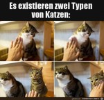 Zwei-Typen-von-Katzen.jpg auf www.funpot.net