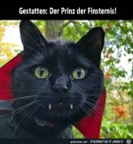 Dracula-Katze.jpg auf www.funpot.net