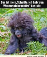 Wecker-nicht-gehrt.jpg auf www.funpot.net