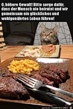 Katze-betet.jpg auf www.funpot.net