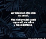 Wir-haben-Zucchini-Pflanzen.jpg auf www.funpot.net