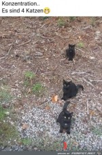 Es-sind-vier-Katzen.jpg auf www.funpot.net