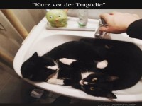 Katzen im Waschbecken: Gleich wird's nass!