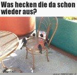 Tierischer-Stuhlkreis.jpg auf www.funpot.net