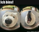 Ich-bins.jpg auf www.funpot.net