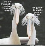Ob-die-schon-online-sind?.jpg auf www.funpot.net
