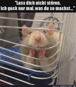 Will-nur-gucken,-was-du-machst.jpg auf www.funpot.net