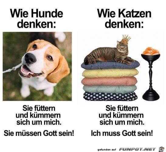 Hunde und Katzen Hunde und Katzen