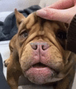 Grimmiger-Hund.gif auf www.funpot.net
