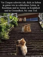 Katzen-Hochzeit.jpg auf www.funpot.net