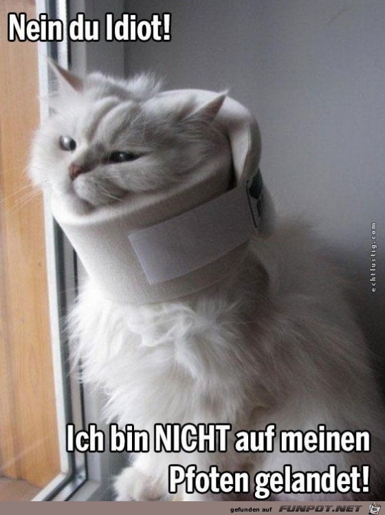nein nein
