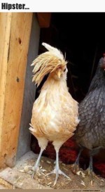 Ein-Hipster.jpg auf www.funpot.net