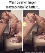 Hund-ist-mde.jpg auf www.funpot.net
