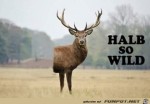 Halb-so-wild.jpg auf www.funpot.net