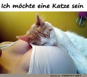 fun-Bild: Eine Katze müsste man sein