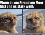 Wenn-es-stark-weht.jpg auf www.funpot.net