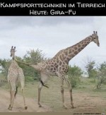 Tier-Kampfsport.jpg auf www.funpot.net