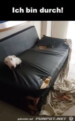 Sofa-durchgefressen.jpg auf www.funpot.net