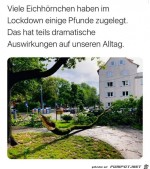 Schwere-Eichhrnchen.jpg auf www.funpot.net