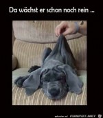 Viel-Fell-zum-Reinwachsen.jpg auf www.funpot.net