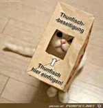 Katze-mit-Thunfisch-Tte.jpg auf www.funpot.net