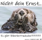 Biber-Bettwsche.jpg auf www.funpot.net