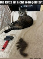 Katze-ist-skeptisch.jpg auf www.funpot.net