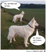 Wo-ist-der-Hase?.jpg auf www.funpot.net