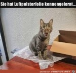 Luftpolsterfolie-gefllt-der-Katze.jpg auf www.funpot.net