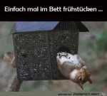 Eichhrnchen-frhstckt-im-Bett.jpg auf www.funpot.net