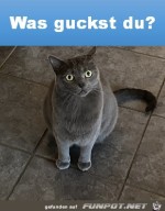 Was-guckst-du?.jpg auf www.funpot.net