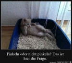 Katze-berlegt-noch.jpg auf www.funpot.net