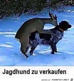 Jagdhund-zu-verkaufen.jpg auf www.funpot.net