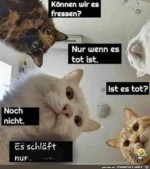 Katzen-Sitzung.jpg auf www.funpot.net