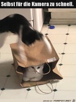 Katzen-und-Tten.jpg auf www.funpot.net