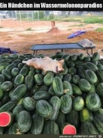 Hund-auf-Wassermelonen.jpg auf www.funpot.net