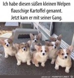 Welpe-mit-Gang.jpg auf www.funpot.net