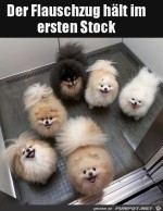Der-Flauschzug.jpg auf www.funpot.net