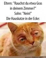 Die-Katze-sagt-was-anderes.jpg auf www.funpot.net